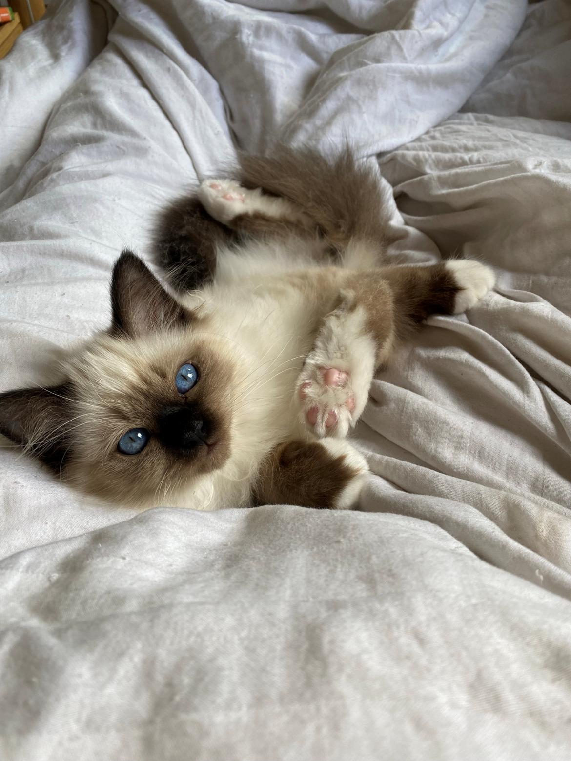 Hellig Birma Licarinis Milo (Mufasa)  billede 17