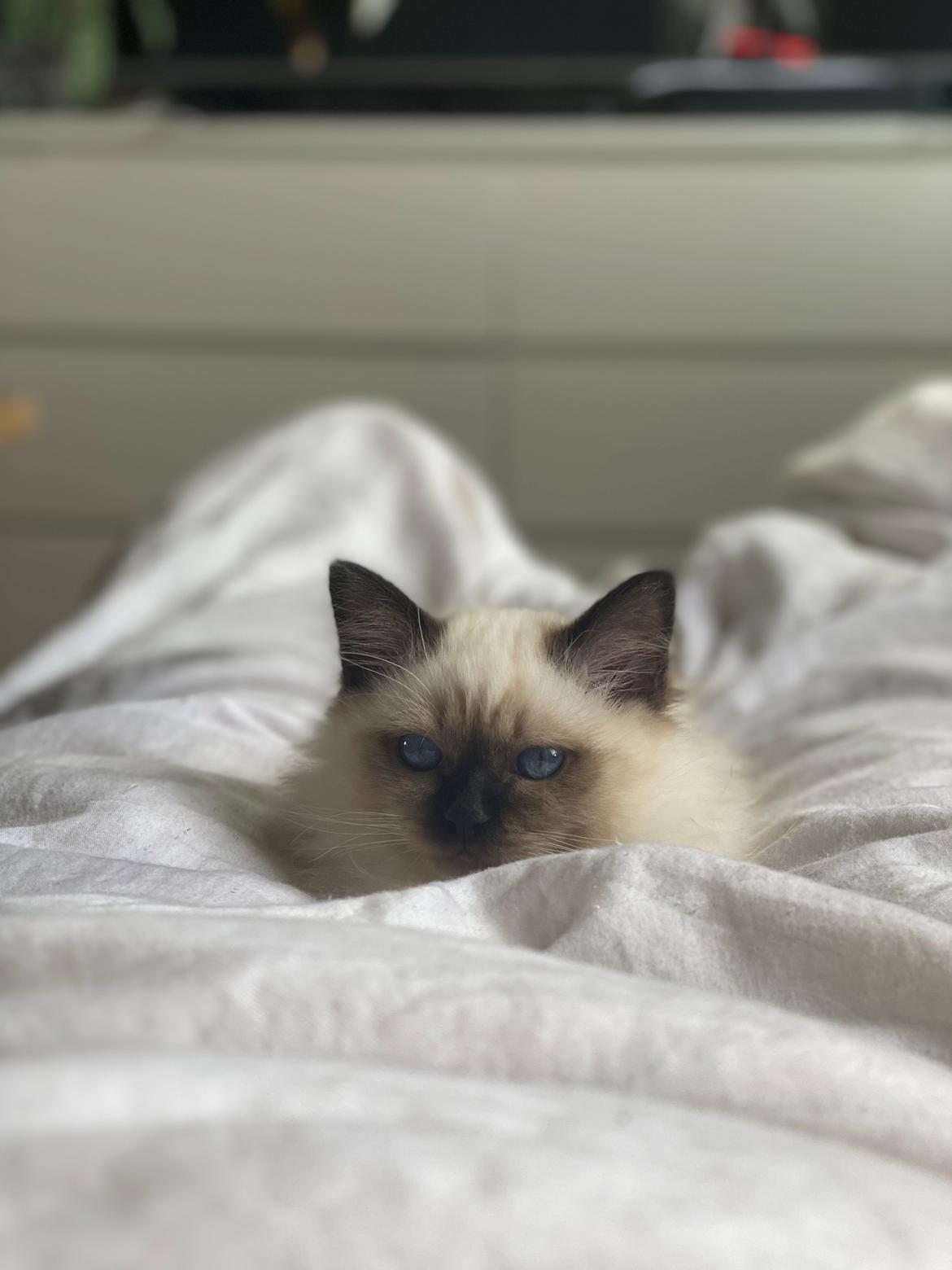 Hellig Birma Licarinis Milo (Mufasa)  billede 18