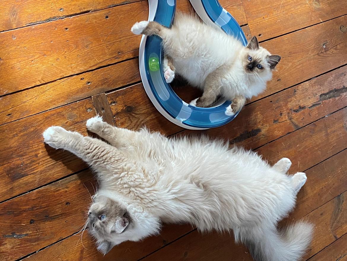 Hellig Birma Licarinis Milo (Mufasa)  billede 19