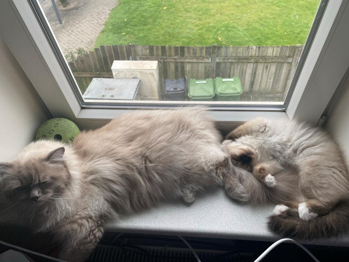 Hellig Birma Licarinis Milo (Mufasa)  billede 20