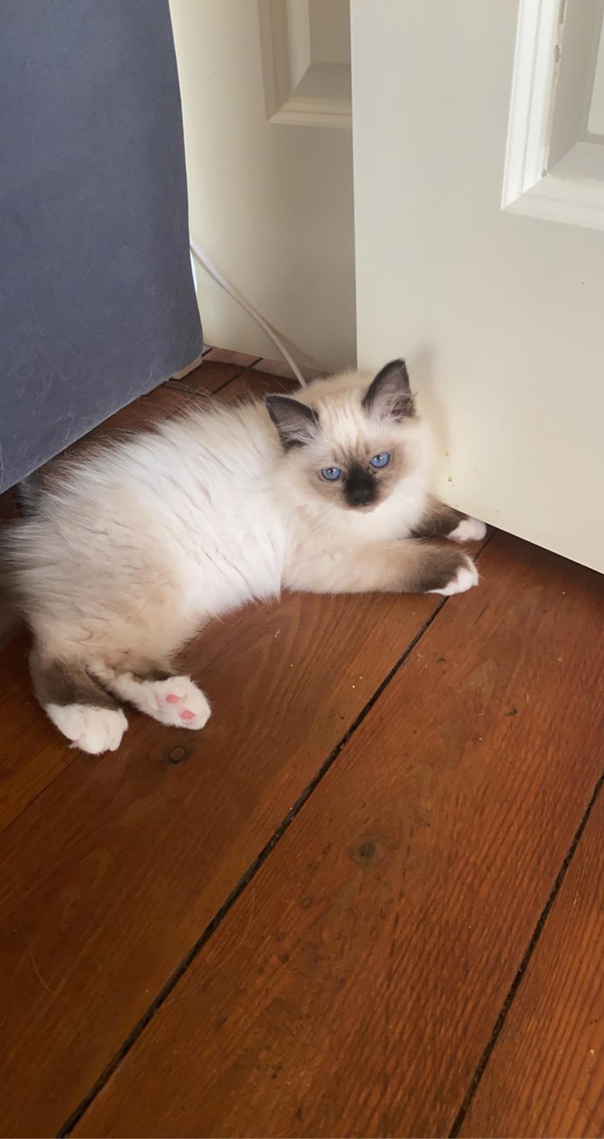 Hellig Birma Licarinis Milo (Mufasa)  billede 21