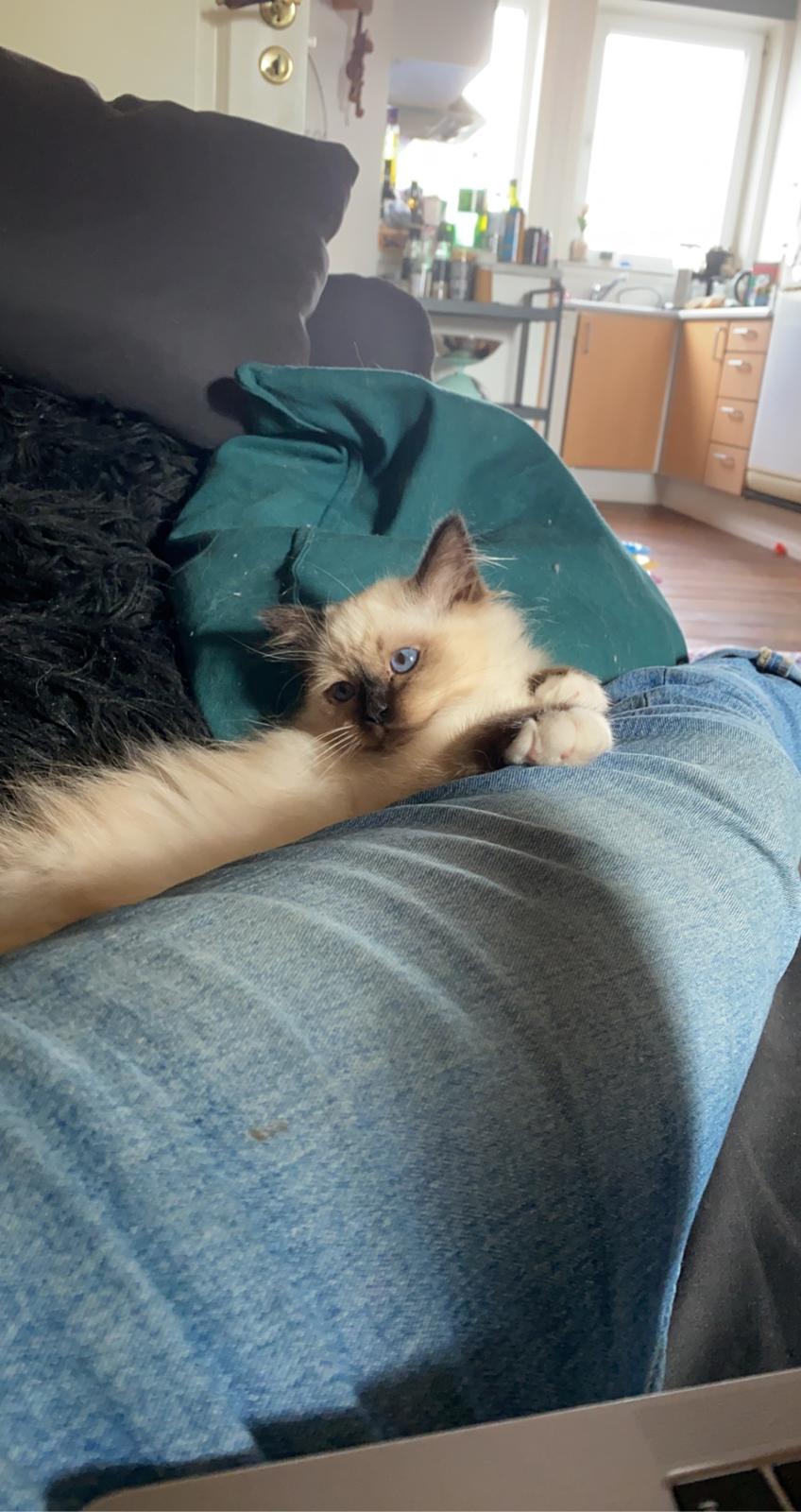 Hellig Birma Licarinis Milo (Mufasa)  billede 22