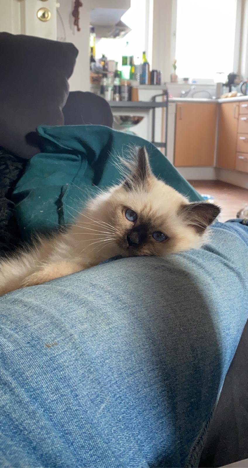 Hellig Birma Licarinis Milo (Mufasa)  billede 23