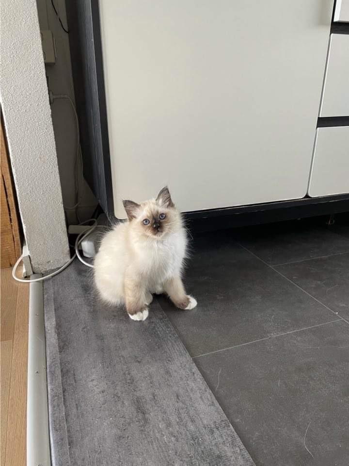 Hellig Birma Licarinis Milo (Mufasa)  billede 24