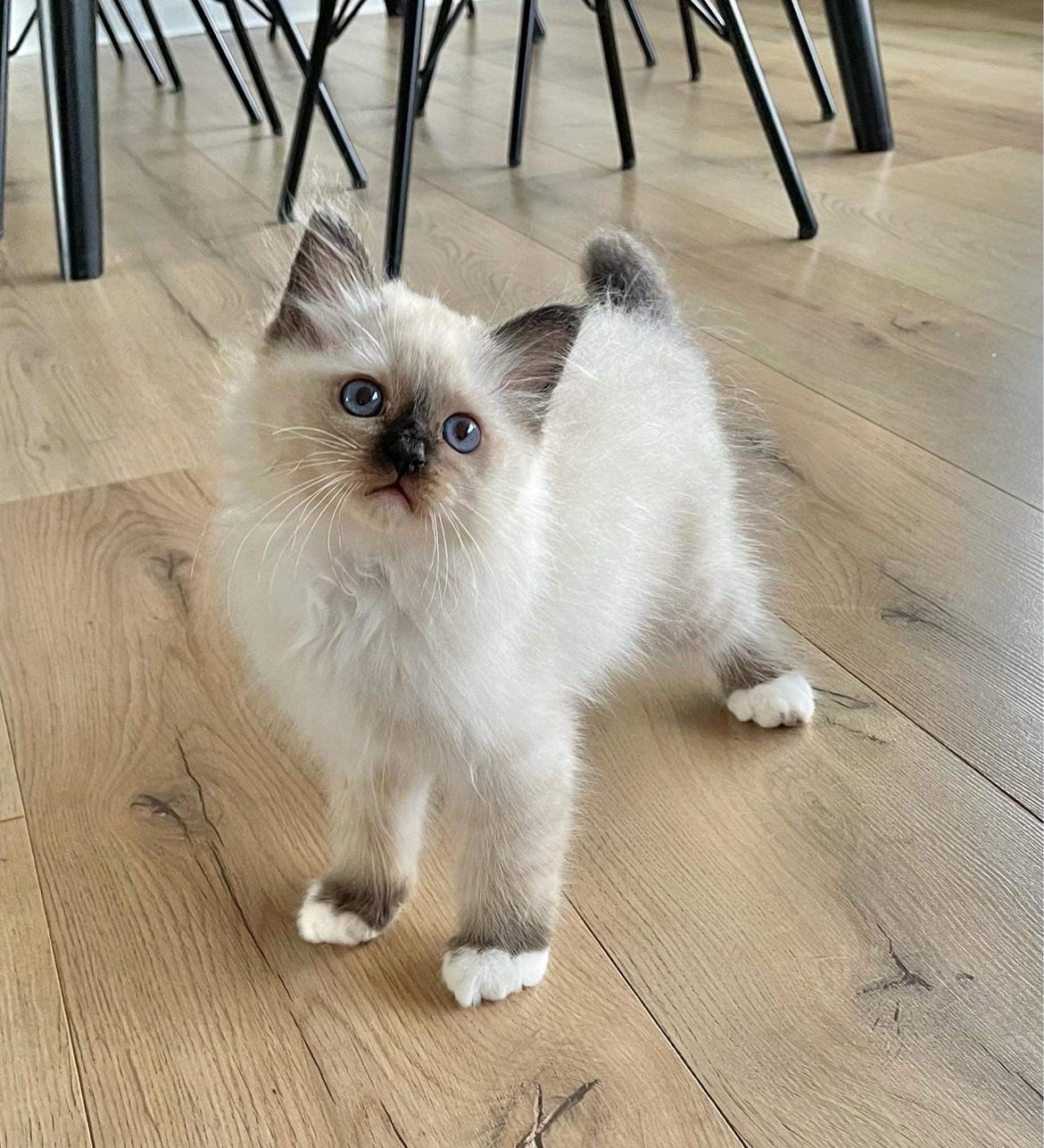 Hellig Birma Licarinis Milo (Mufasa)  billede 25