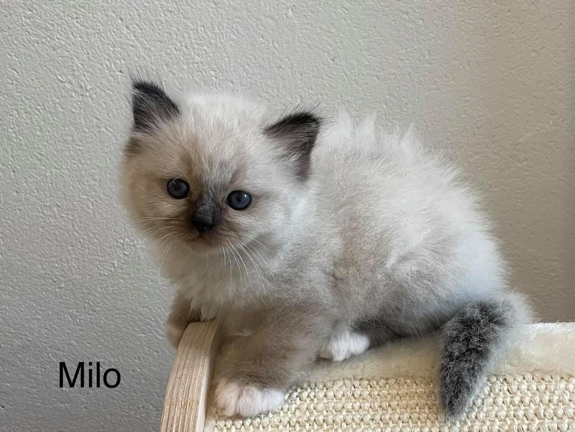 Hellig Birma Licarinis Milo (Mufasa)  billede 26