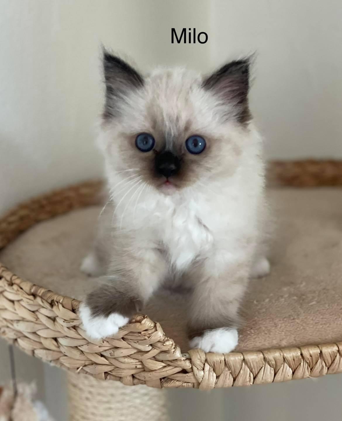 Hellig Birma Licarinis Milo (Mufasa)  billede 27