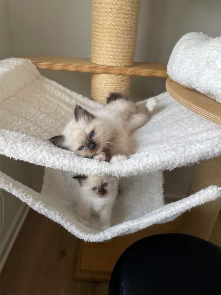 Hellig Birma Licarinis Milo (Mufasa)  billede 28