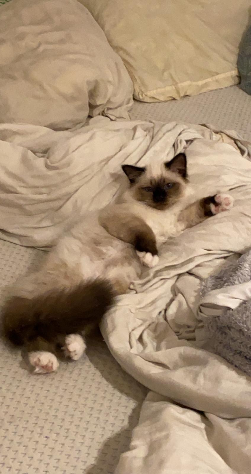 Hellig Birma Licarinis Milo (Mufasa)  billede 15