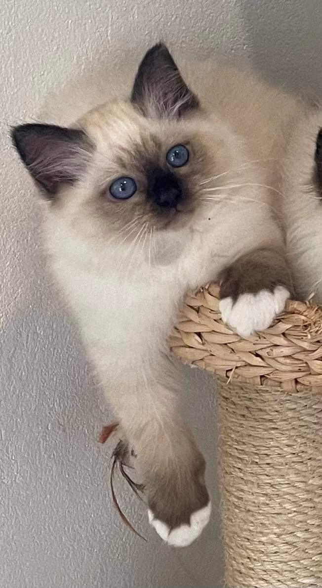 Hellig Birma Licarinis Milo (Mufasa)  billede 29