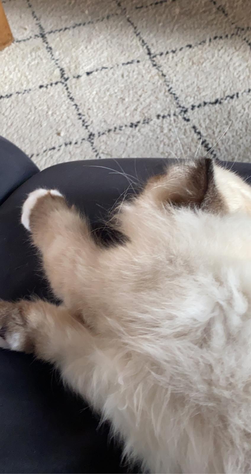 Hellig Birma Licarinis Milo (Mufasa)  billede 30