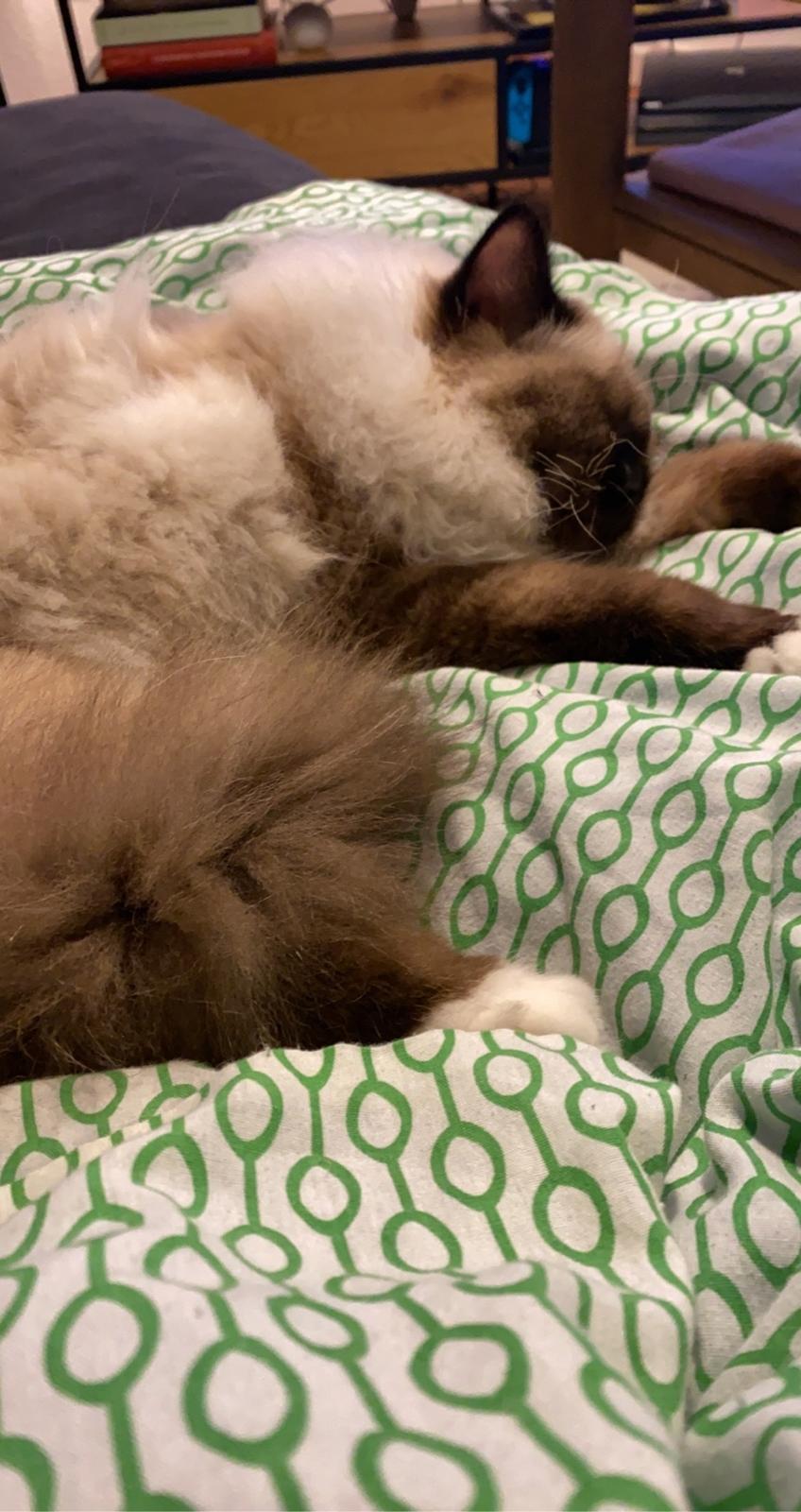 Hellig Birma Licarinis Milo (Mufasa)  billede 1