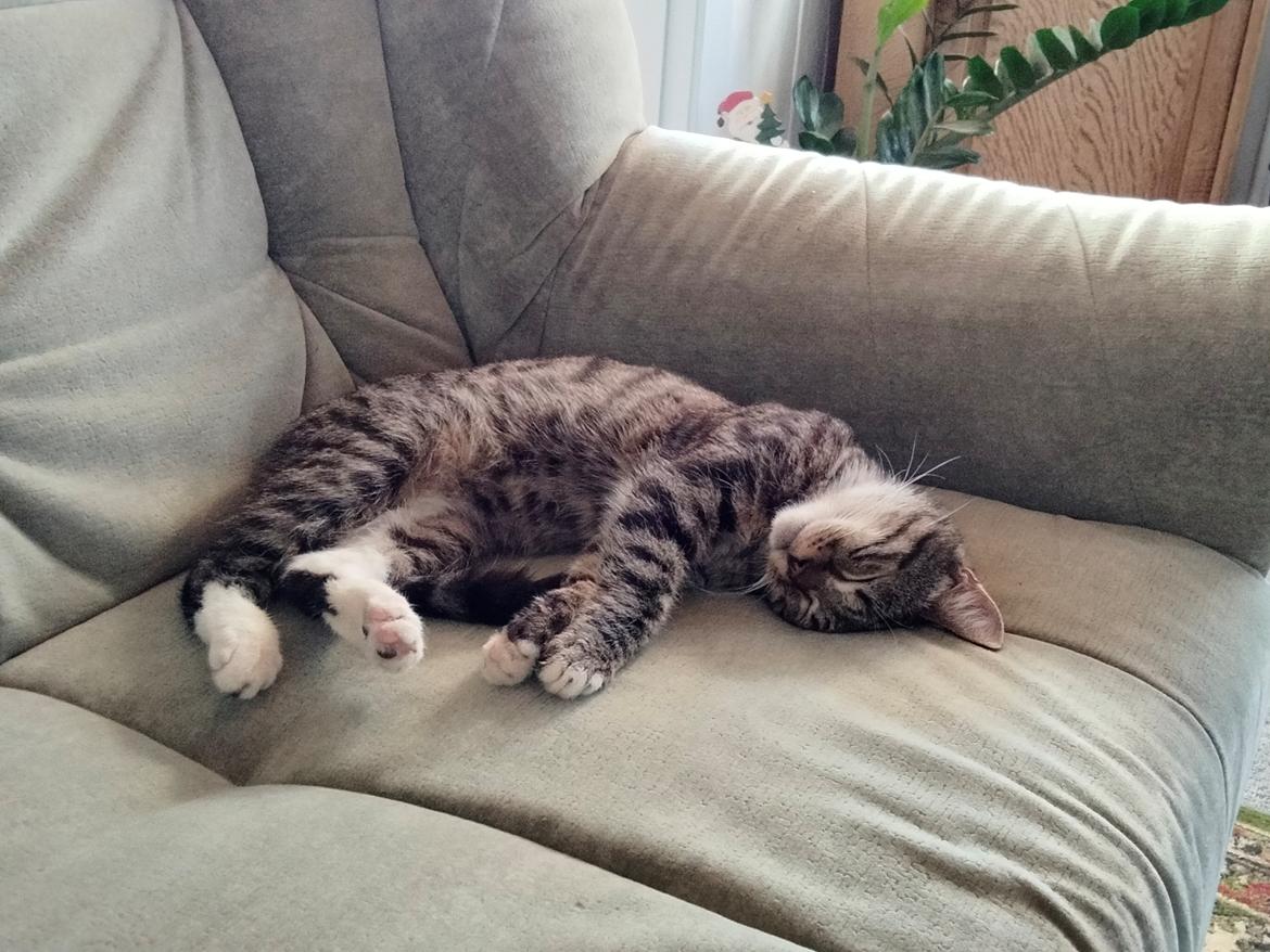 Huskat Lucky - 11-02-2022 Efter dyrlægebesøg billede 3