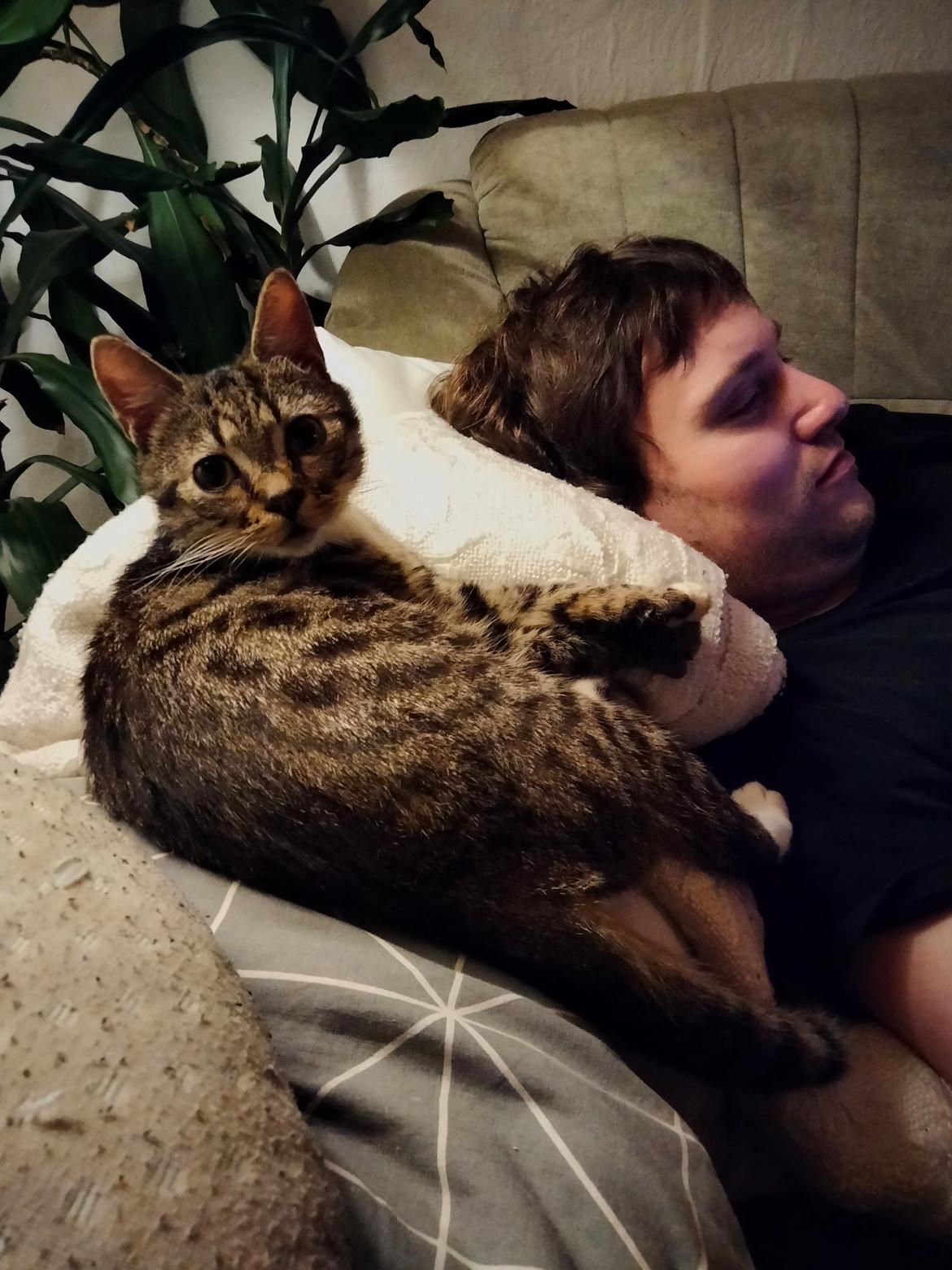 Huskat Lucky - 11-02-2022 billede 4