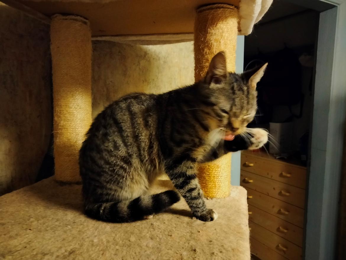 Huskat Lucky - 09-02-2022 billede 8