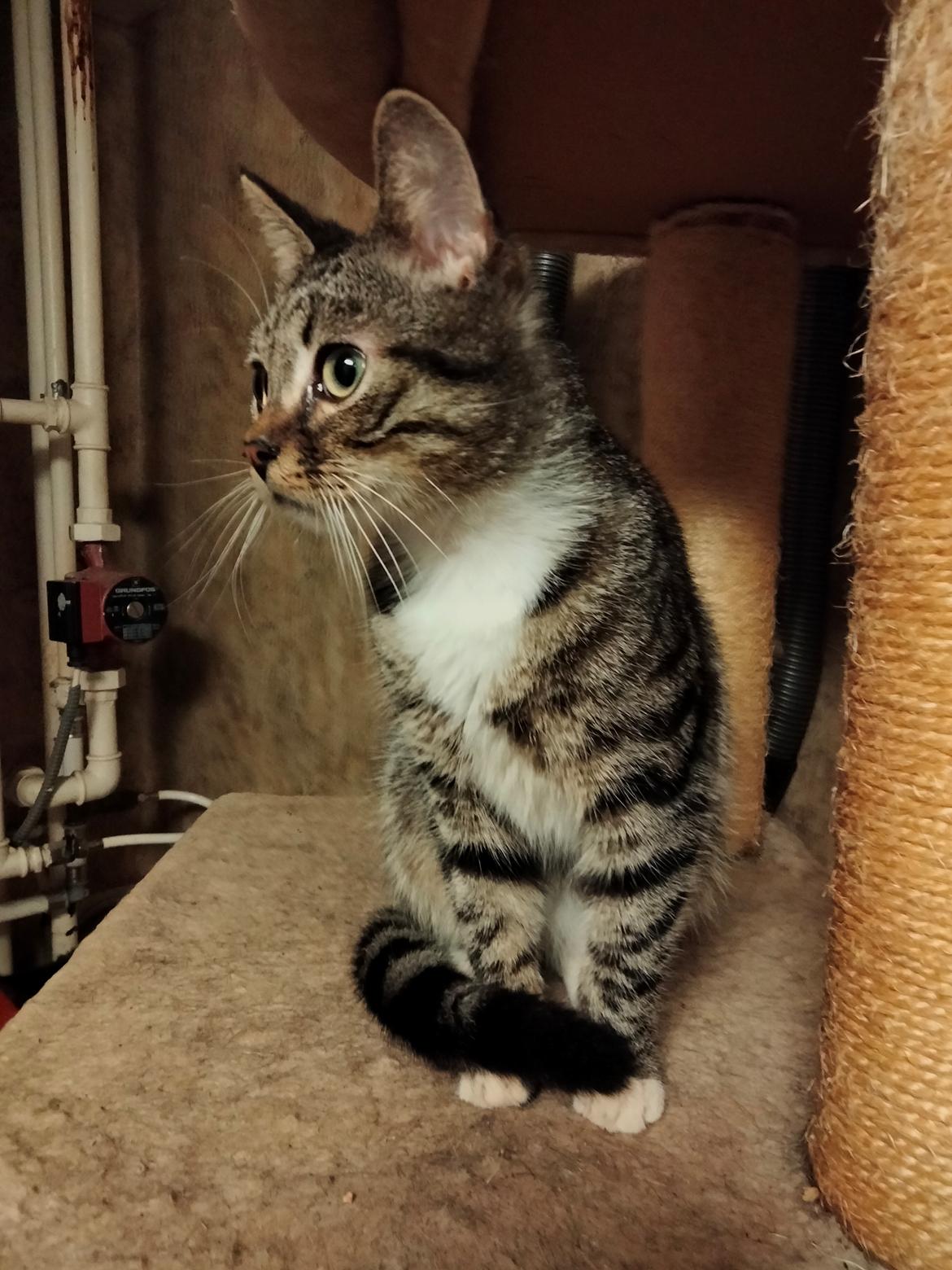 Huskat Lucky - 09-02-2022 billede 9