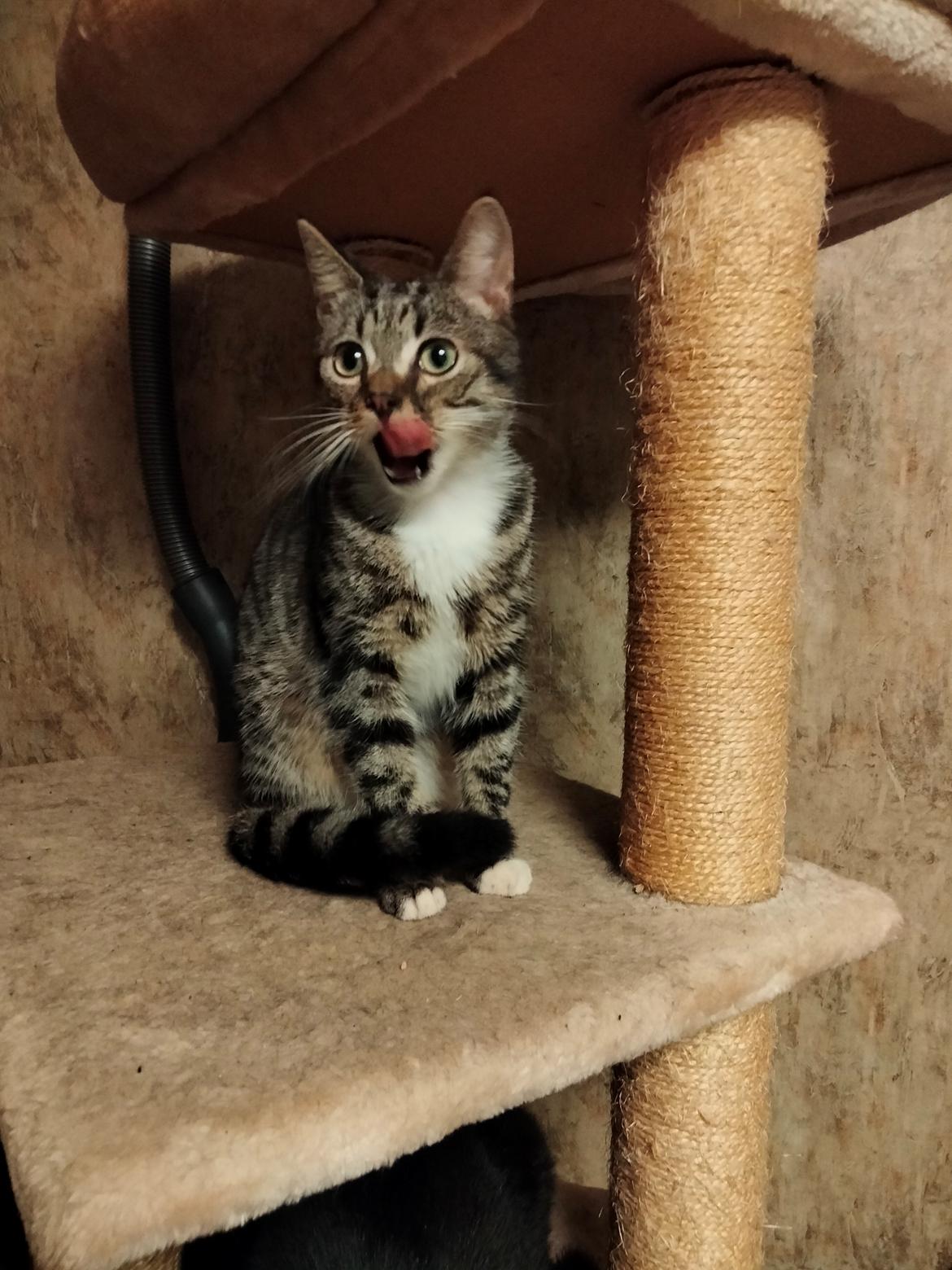 Huskat Lucky - 09-02-2022 billede 10