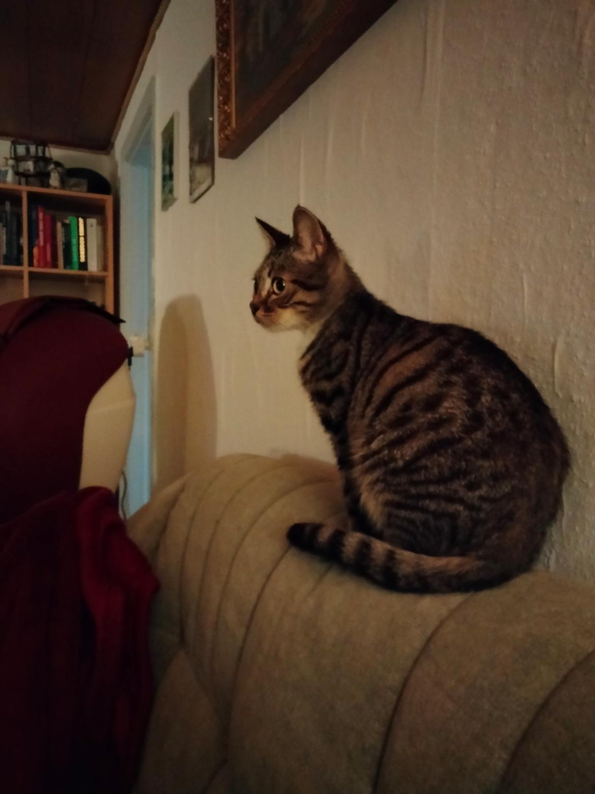 Huskat Lucky - 10-02-2022 billede 6