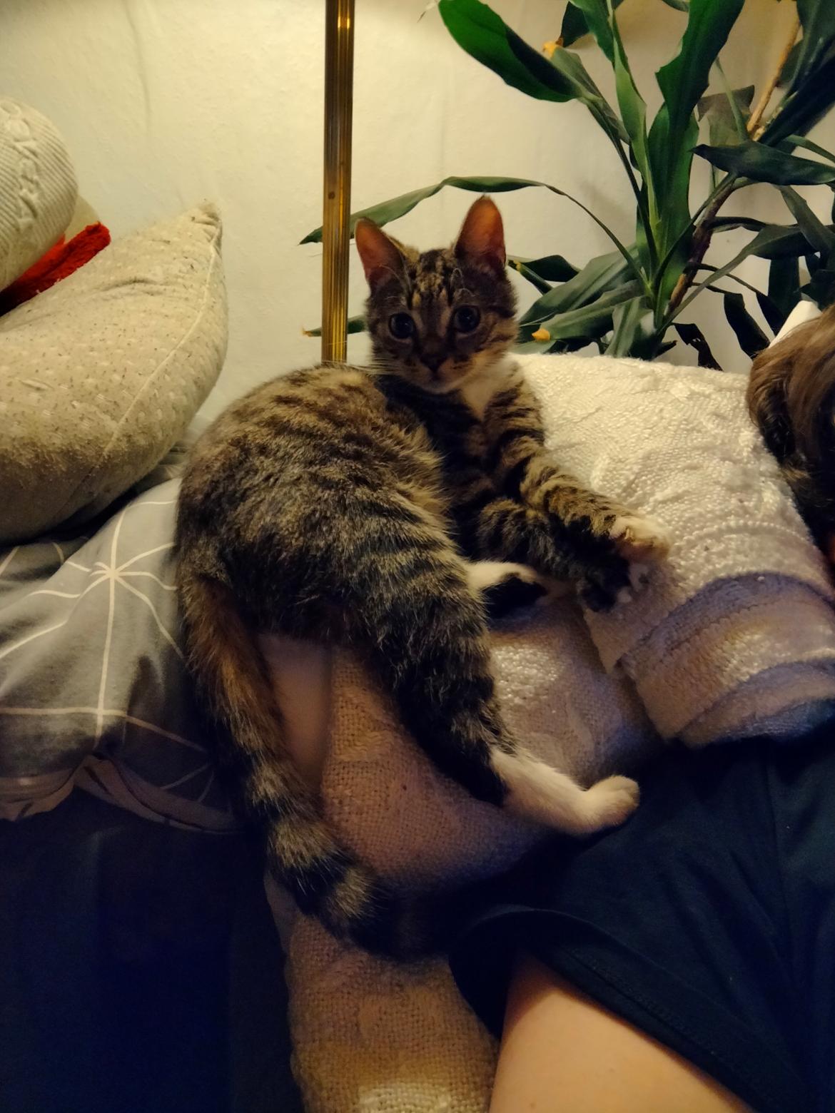 Huskat Lucky - 11-02-2022 billede 5