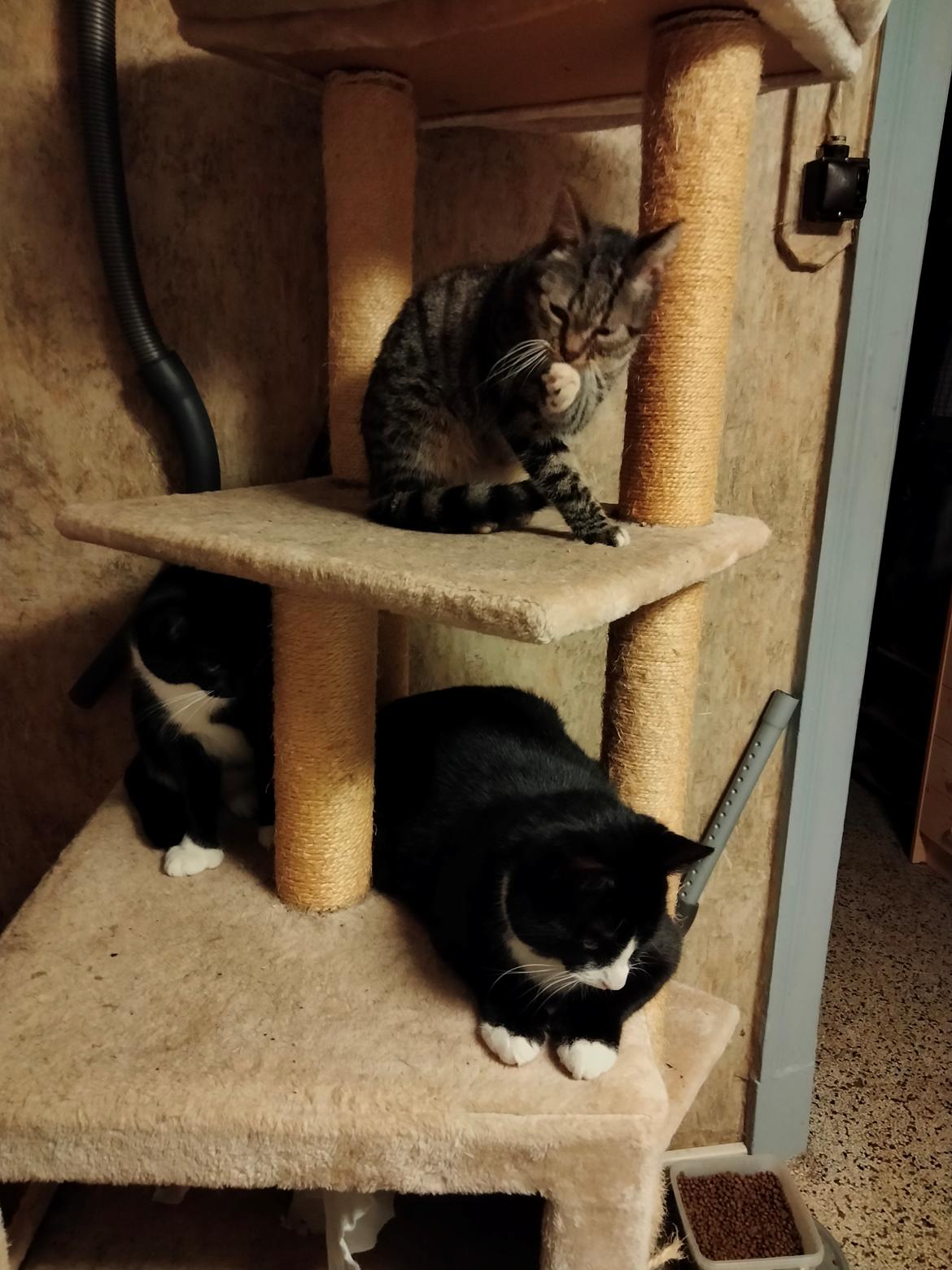 Huskat Lucky - 09-02-2022 billede 7