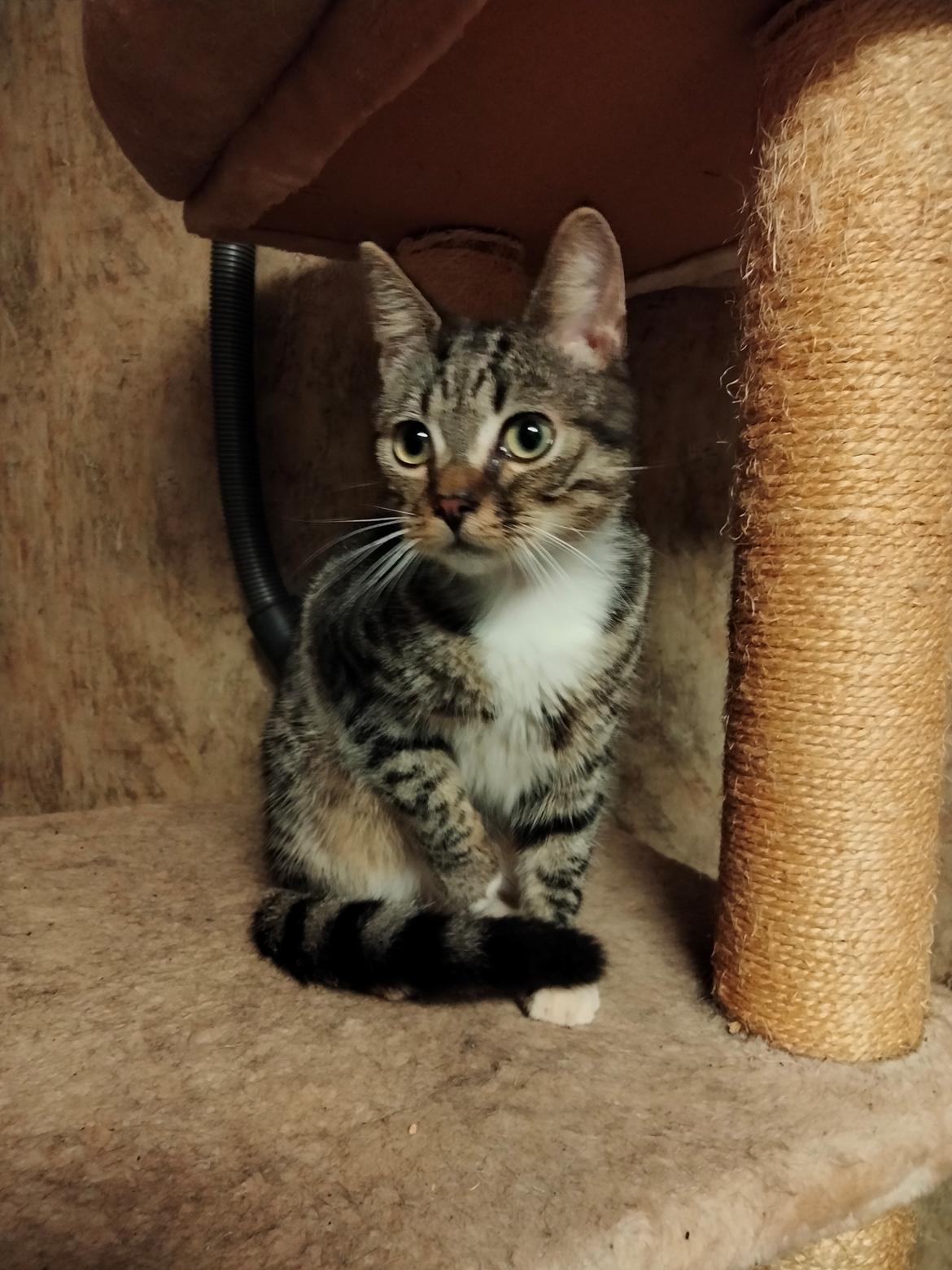 Huskat Lucky - 09-02-2022 Dagen hvor han blev fundet billede 2