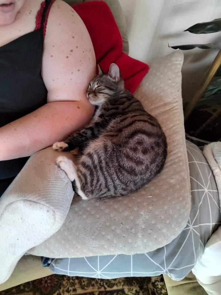 Huskat Lucky - 11-02-2022 billede 11