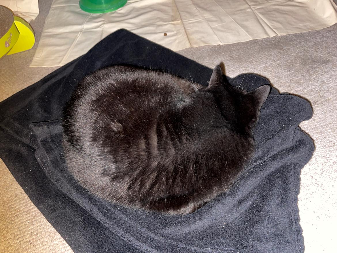 Huskat Tux billede 9