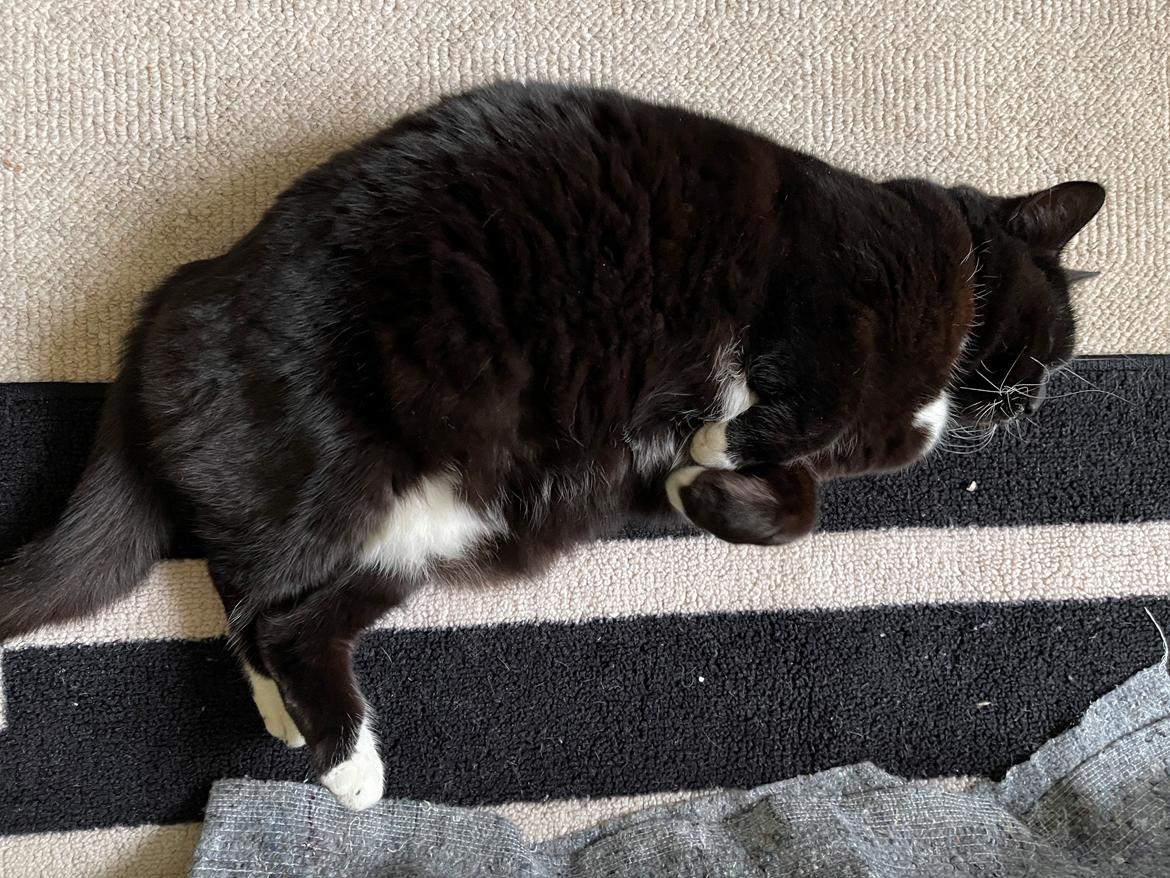 Huskat Tux billede 12
