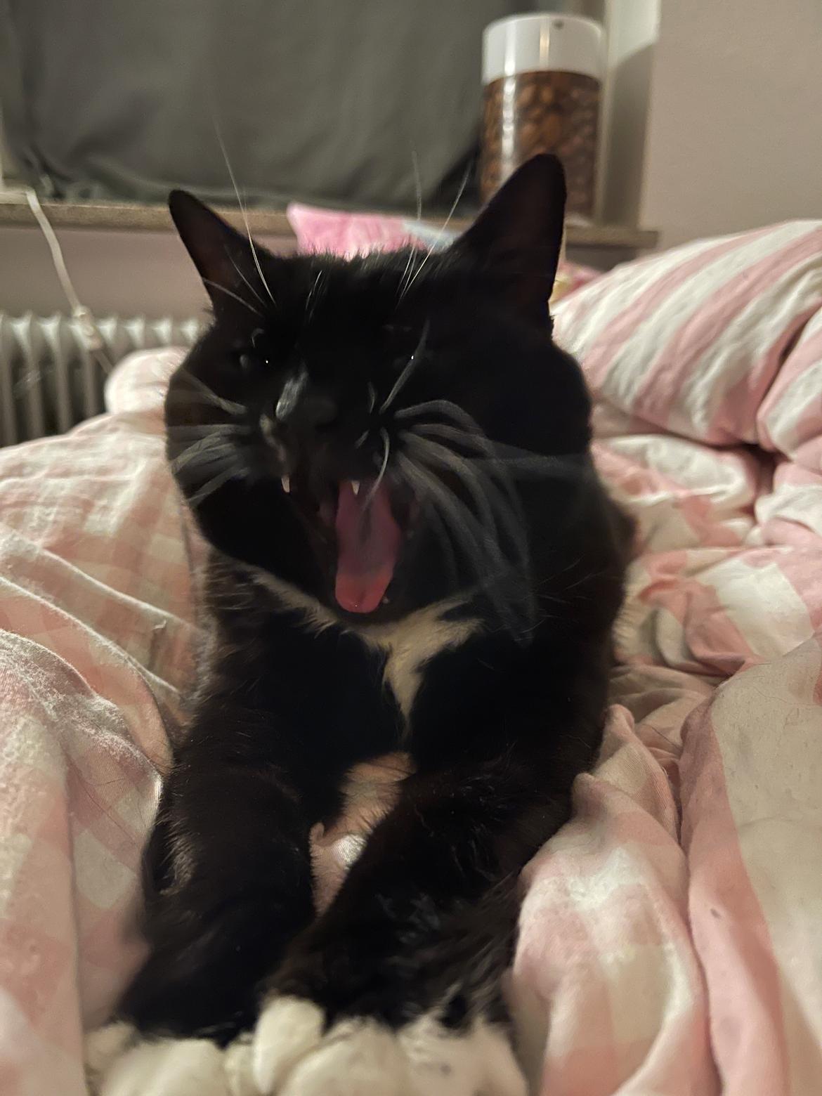 Huskat Tux billede 14