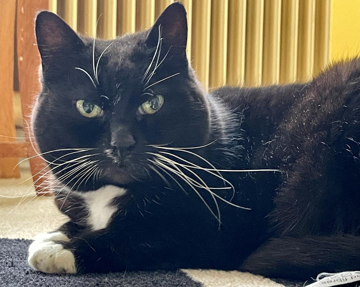 Huskat Tux billede 20