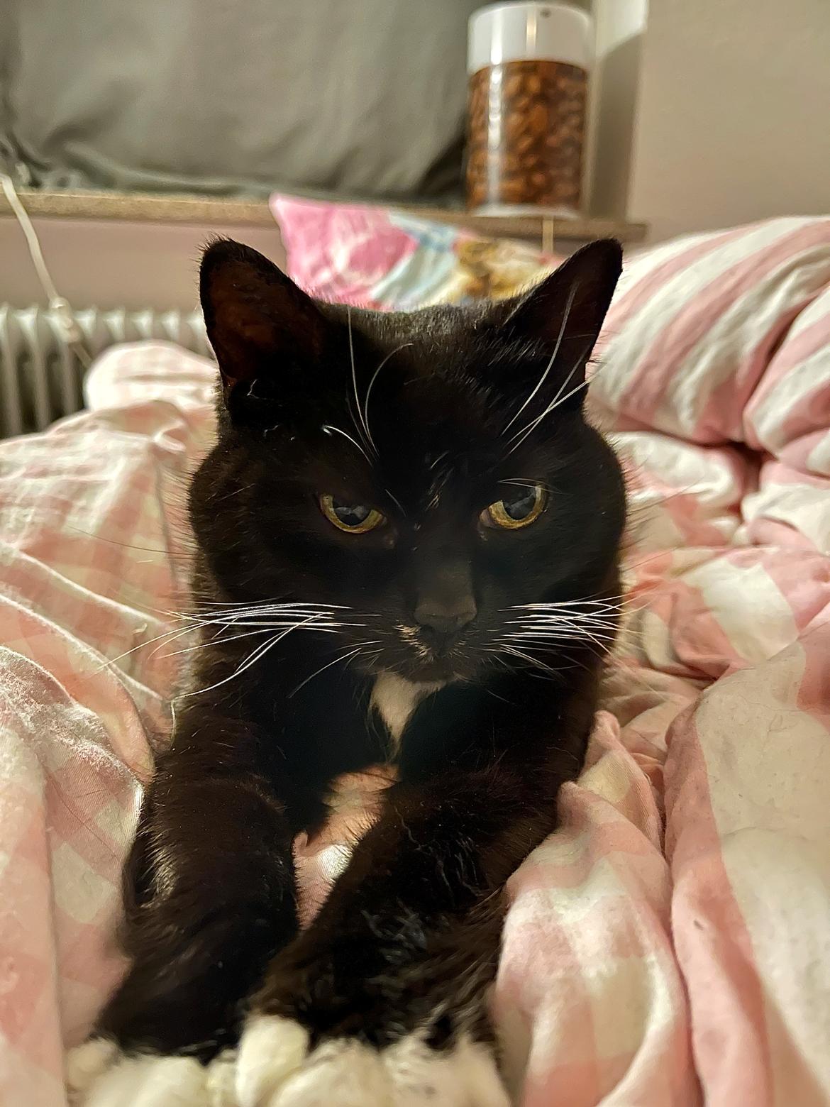 Huskat Tux billede 22