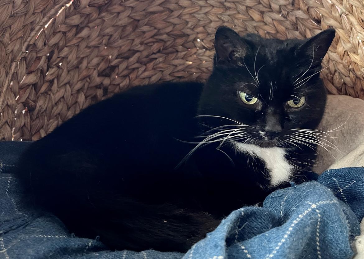 Huskat Tux billede 26