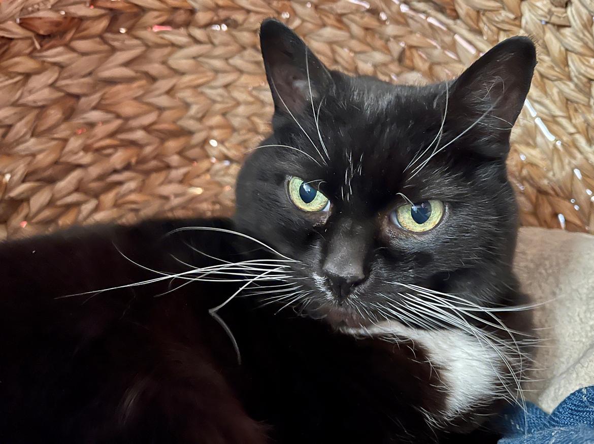 Huskat Tux billede 27