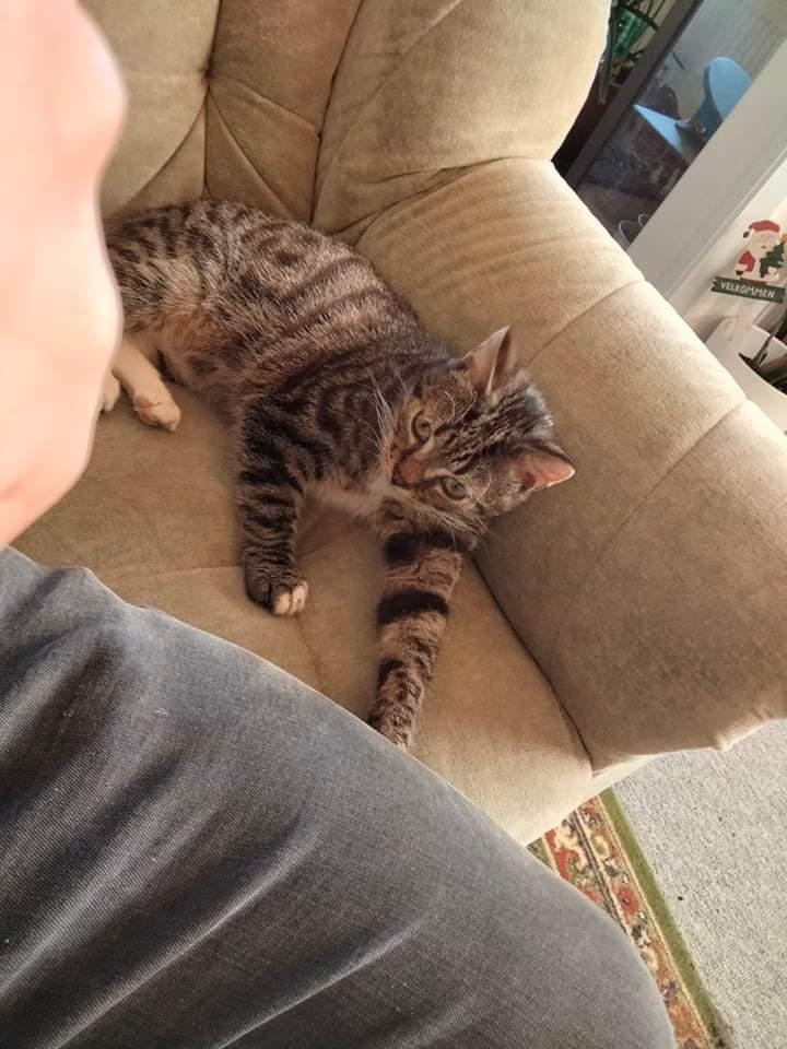 Huskat Lucky billede 12