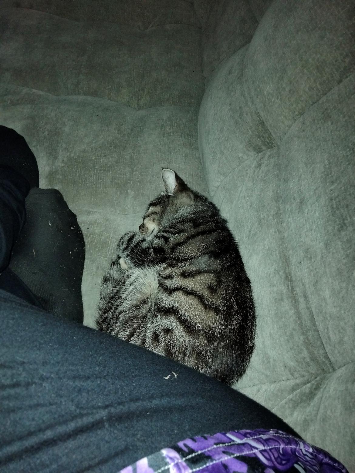 Huskat Lucky billede 13