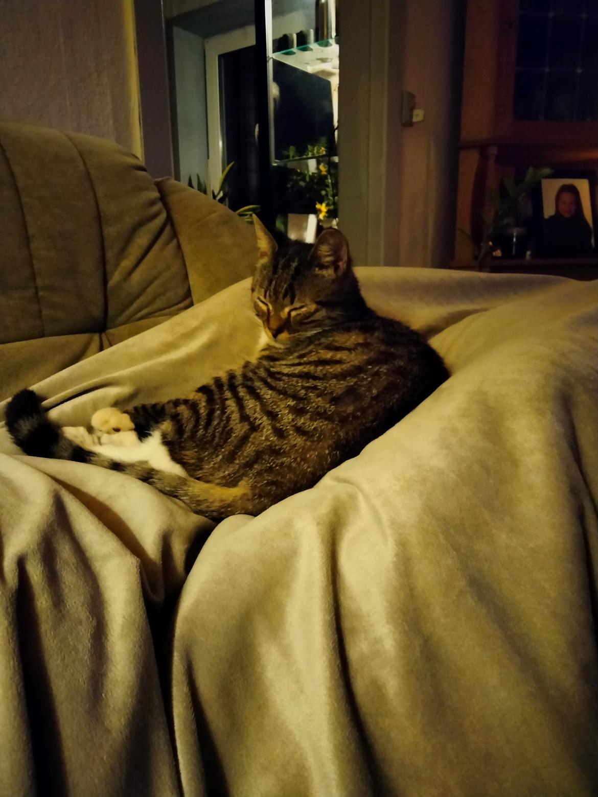 Huskat Lucky billede 14