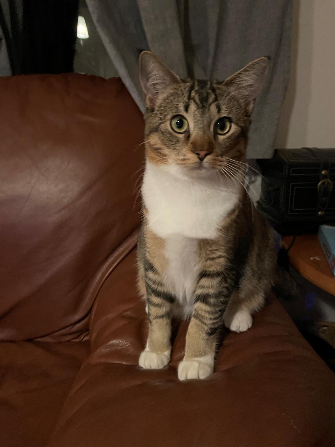 Blanding af racer Luna  RIP aflivet med  billede 16