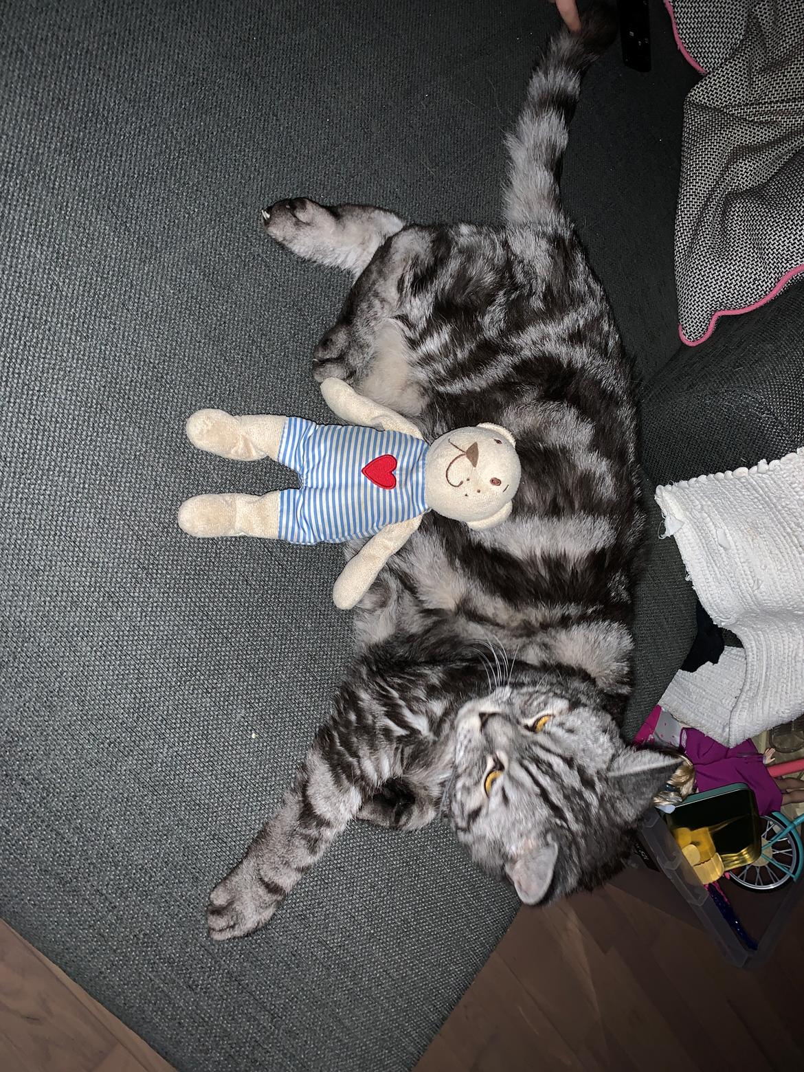 British Shorthair King Simba billede 21