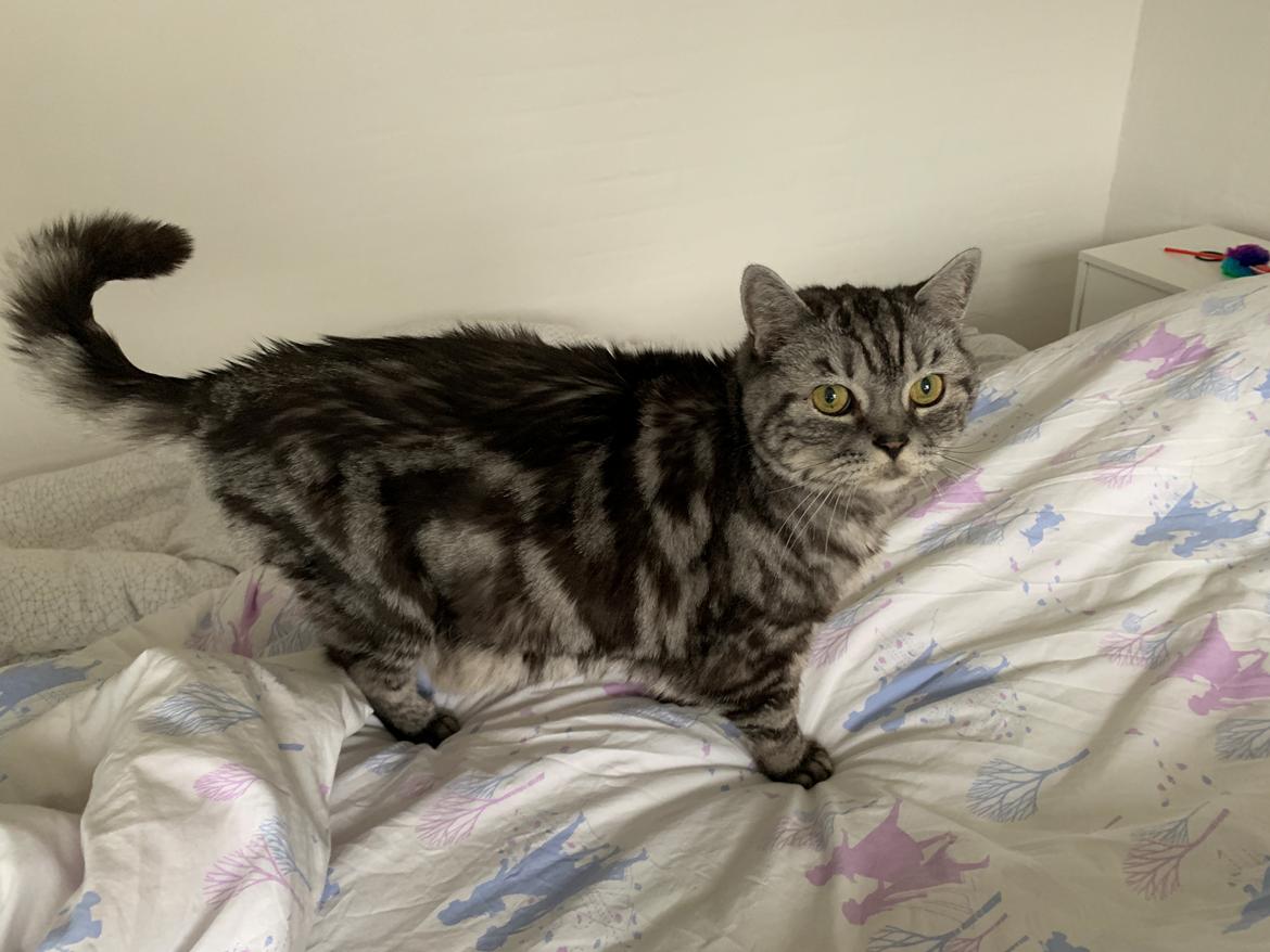 British Shorthair King Simba billede 22