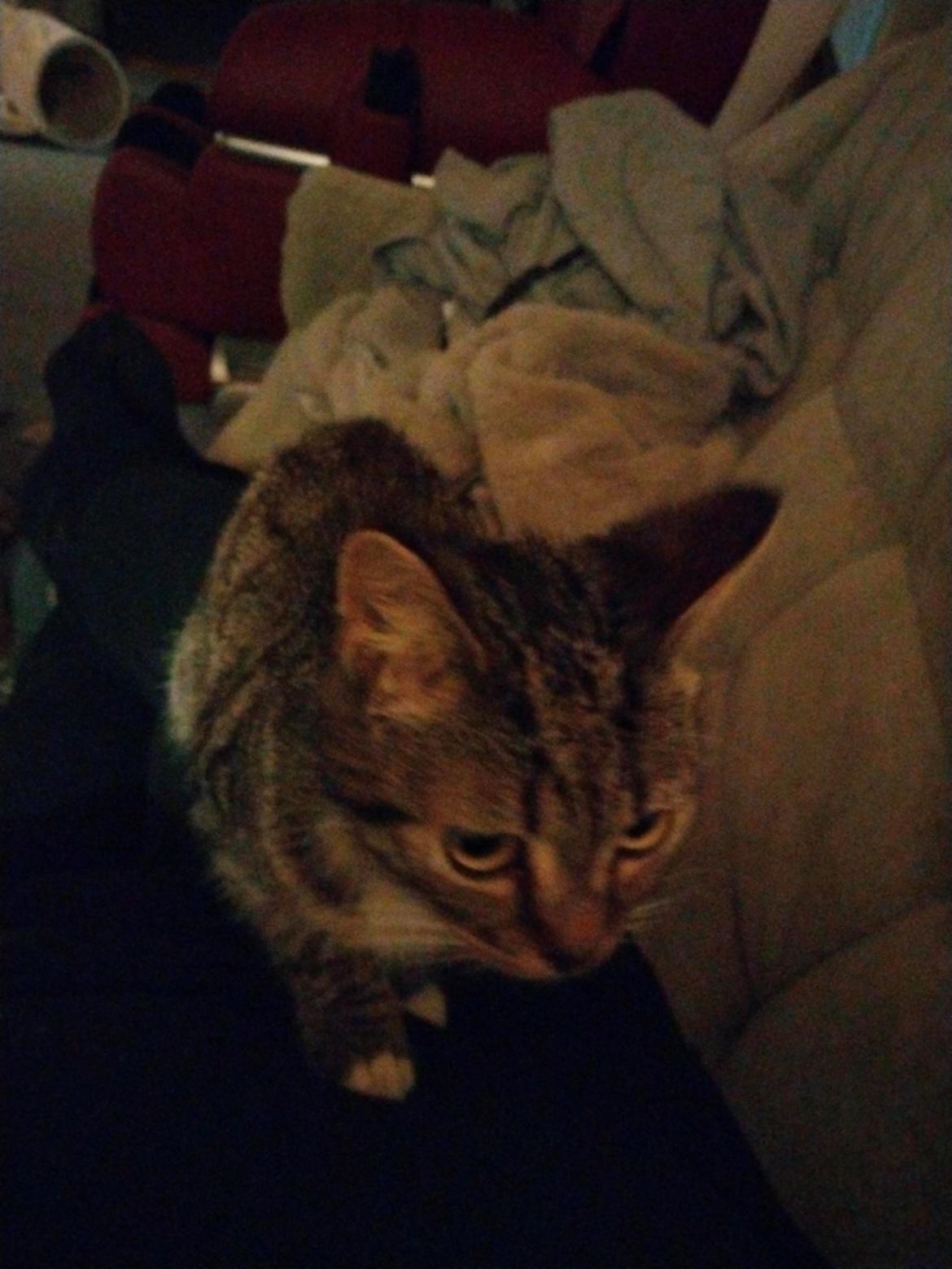 Huskat Lucky billede 17