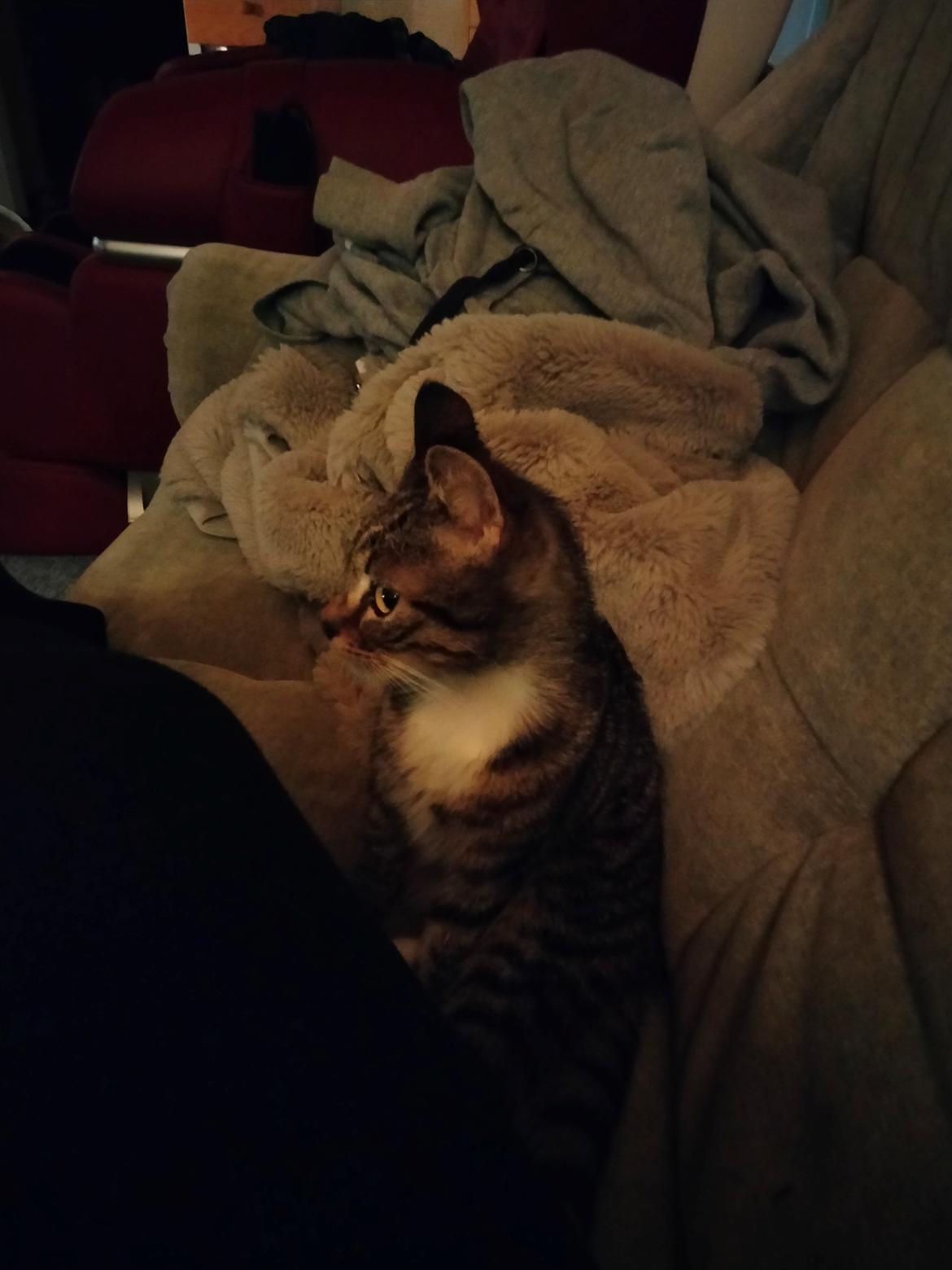 Huskat Lucky billede 15