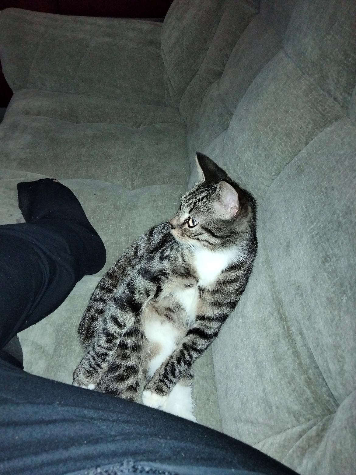 Huskat Lucky billede 20