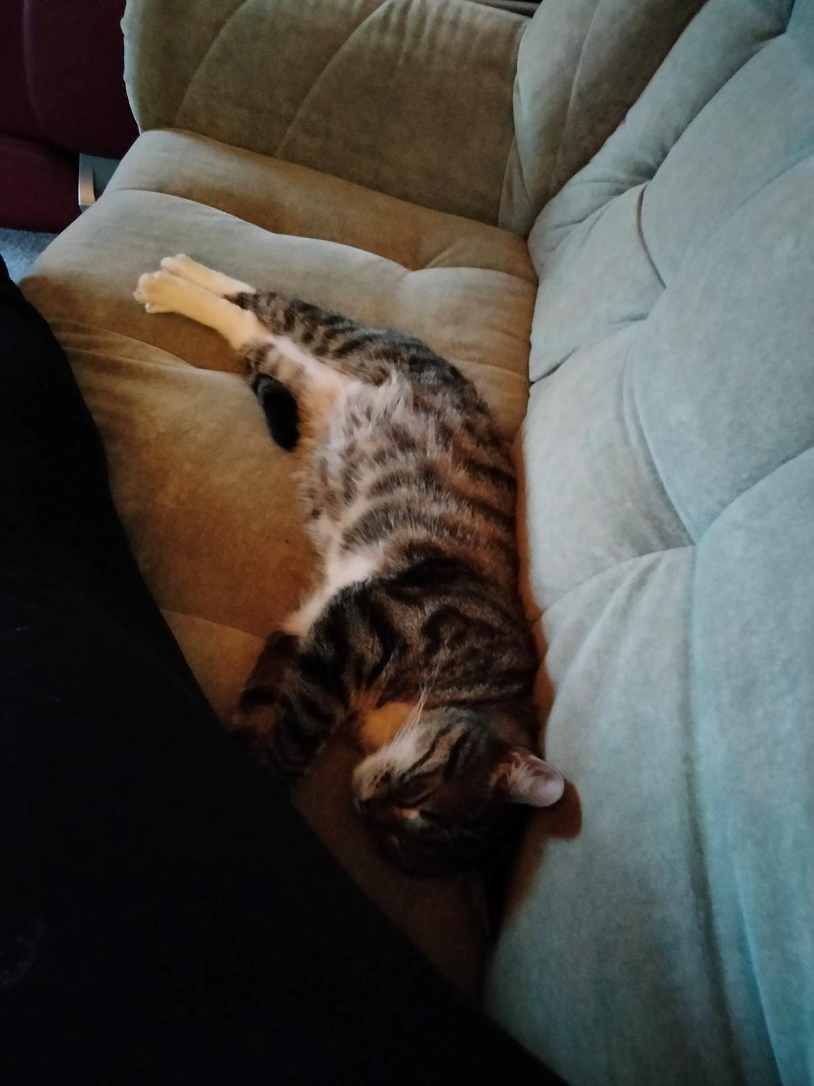 Huskat Lucky billede 18