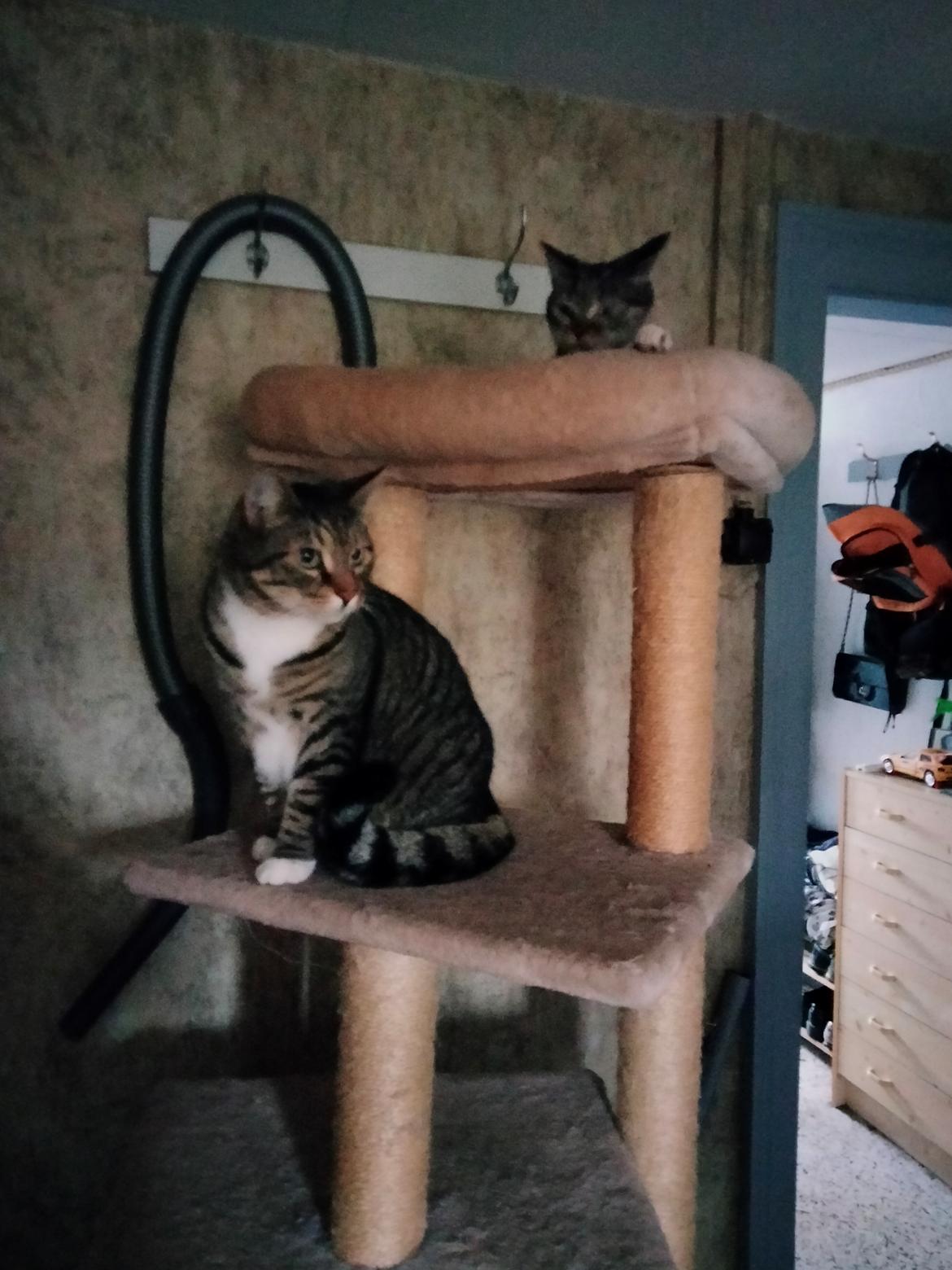 Huskat Lucky billede 19