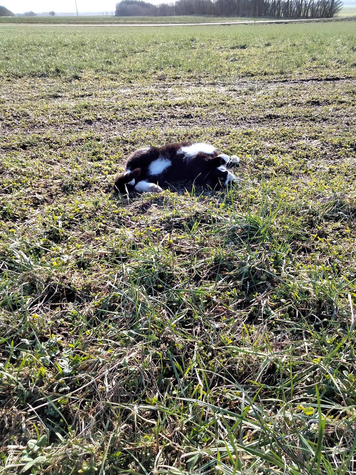 Huskat Frede billede 24