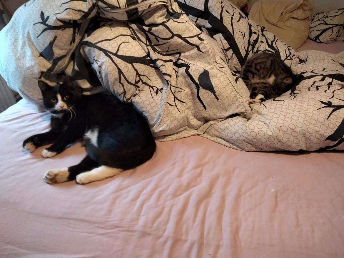 Huskat Lucky billede 22