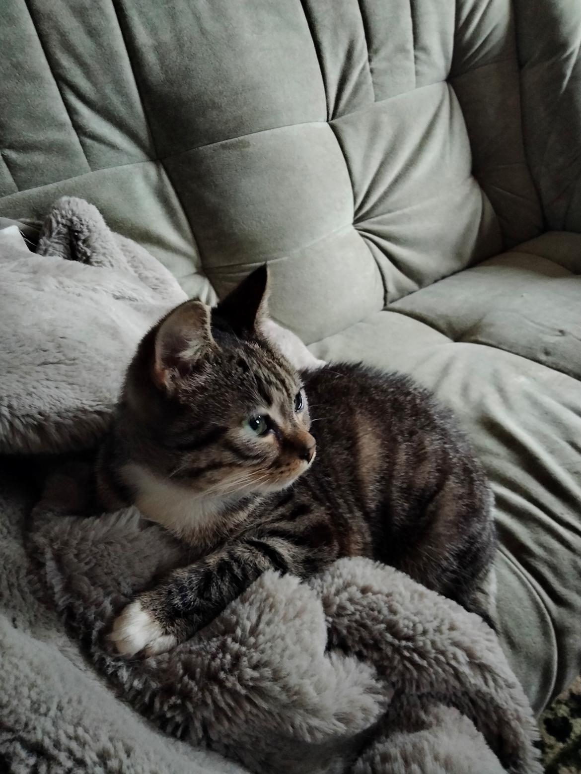 Huskat Lucky billede 23