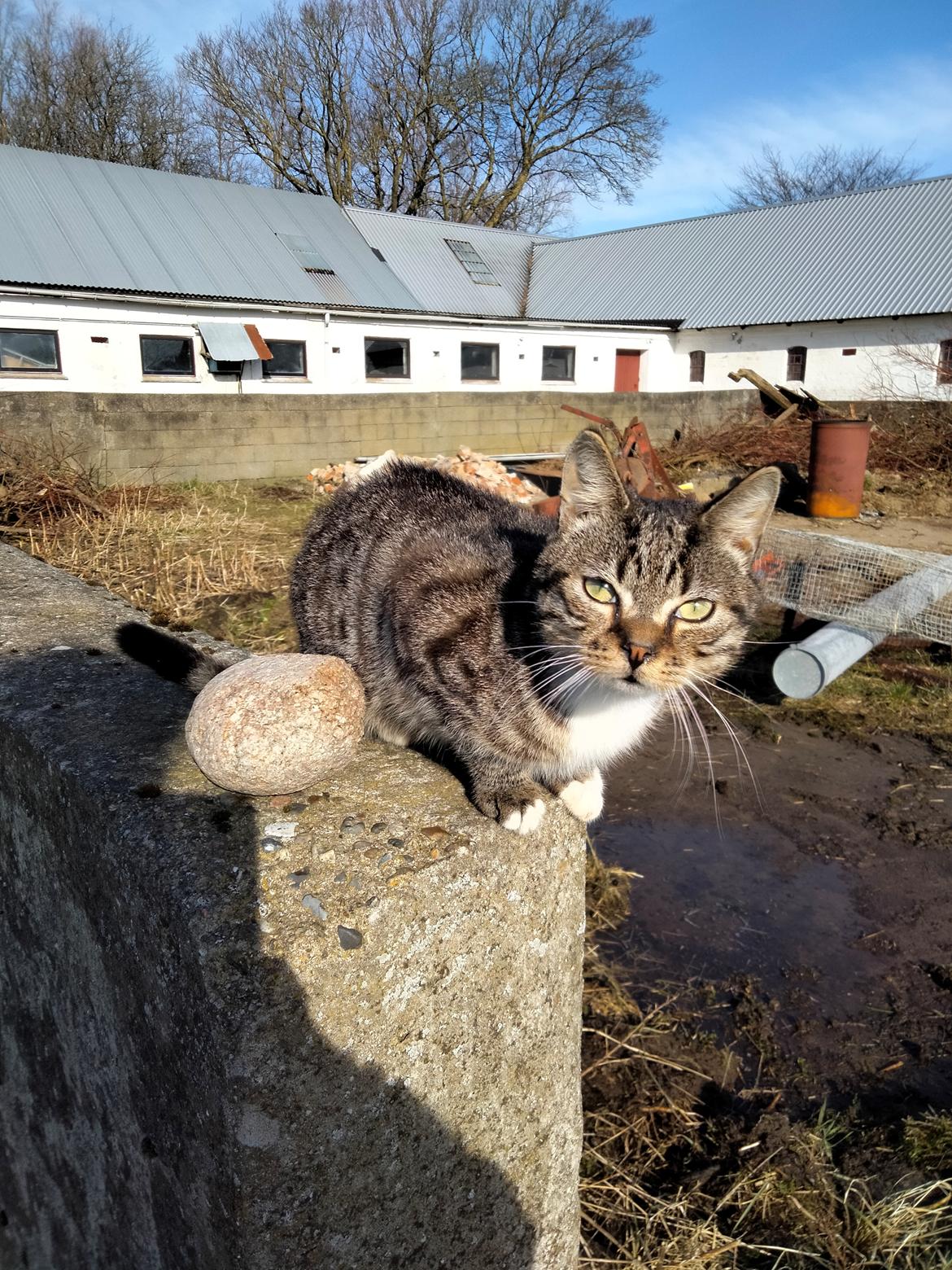 Huskat Lucky billede 21