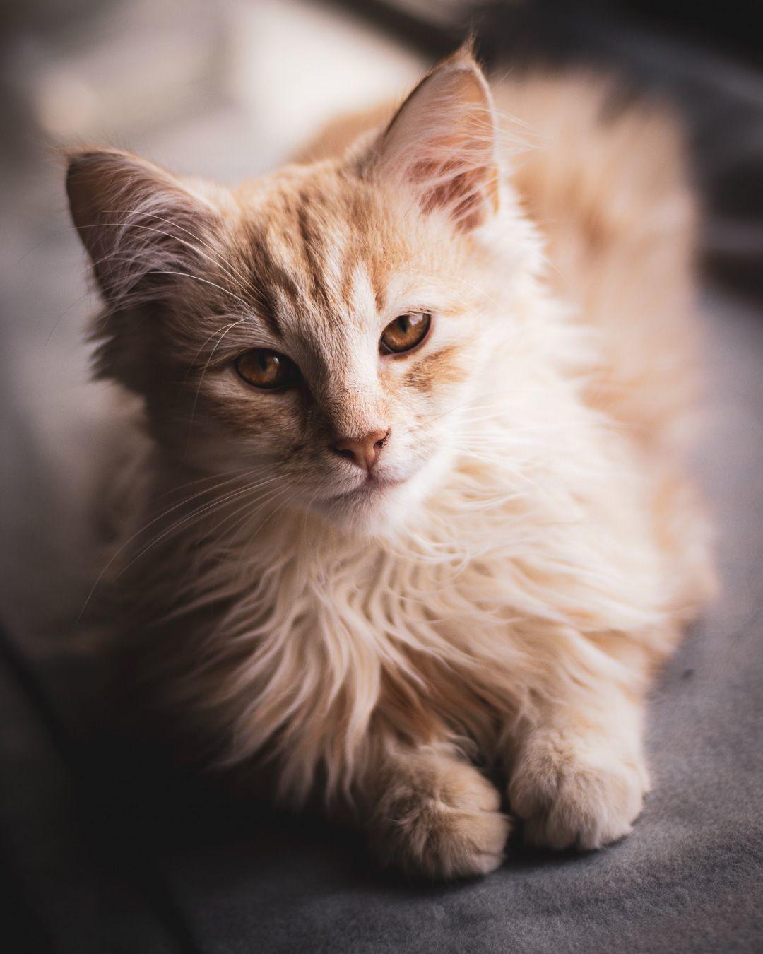 Blanding af racer Mushu billede 3