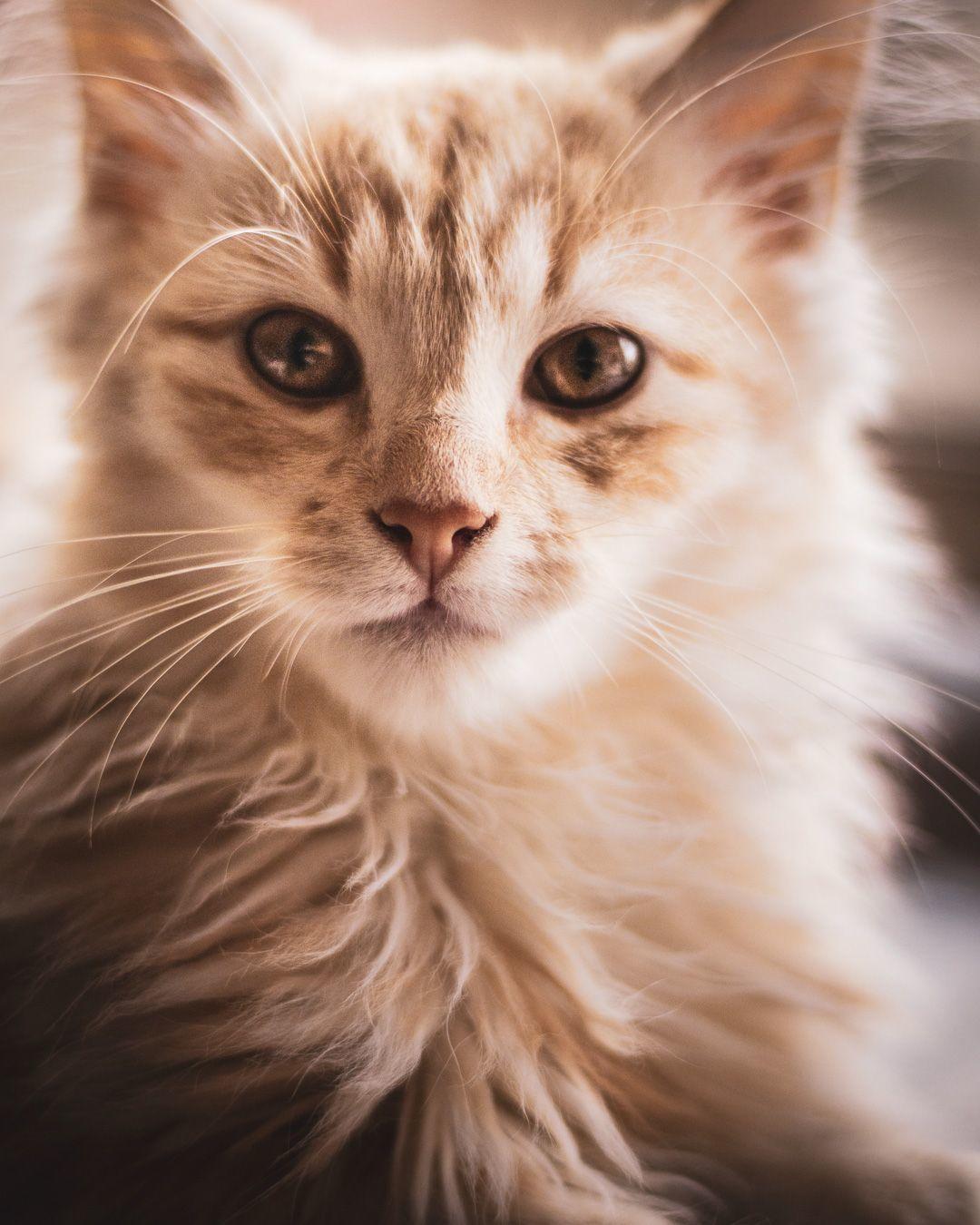 Blanding af racer Mushu billede 4